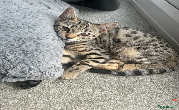 Bengal cats - Advert 12