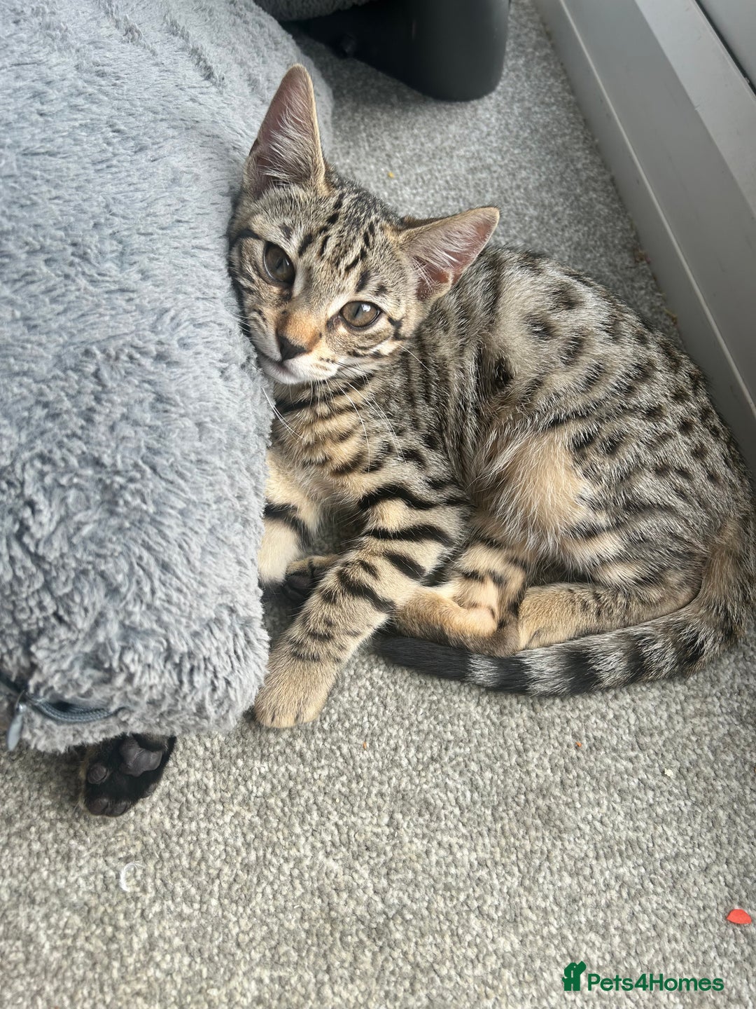 Bengal cats for sale: Bengal kitten  - Image 1