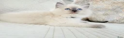 Ragdoll cats for sale: Blue Point Ragdoll Kittens 3 boys left  - Advert 21