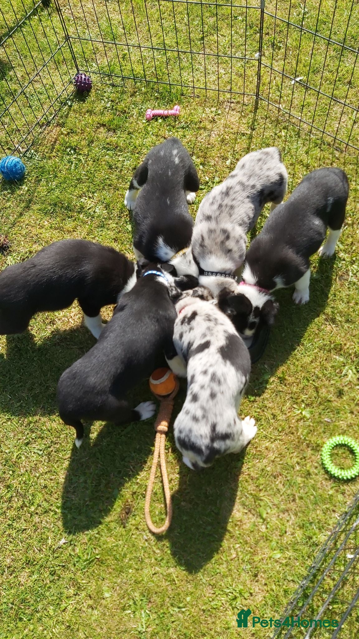 Border Collie dogs Beautiful Border Collies - Advert 5