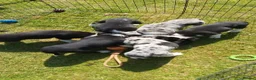 Border Collie dogs for sale: Beautiful Border Collies - Advert 14