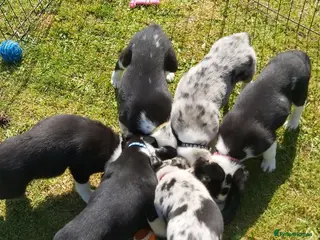 Border Collie dogs Beautiful Border Collies - Advert 5