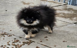 Pomeranian dogs for sale: Beautiful black and tan pomeranian puppy - Image 3