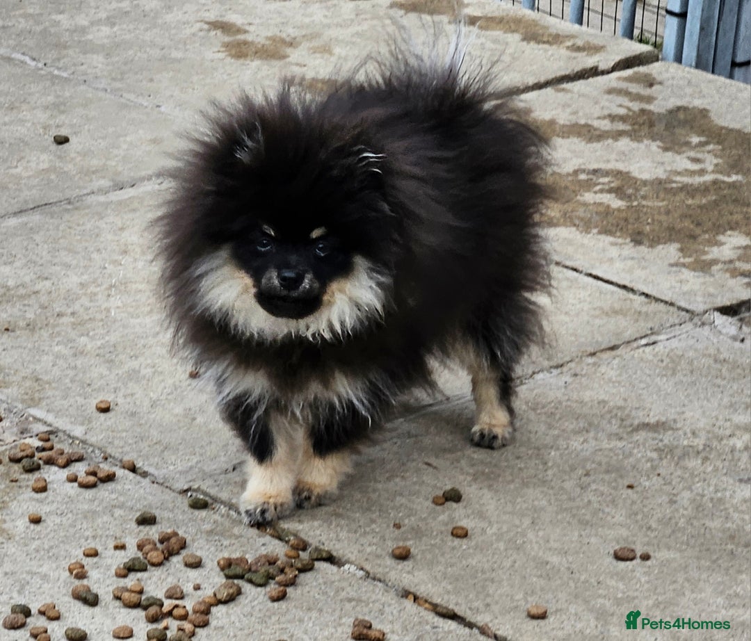 Pomeranian dogs for sale: Beautiful black and tan pomeranian puppy - Image 3
