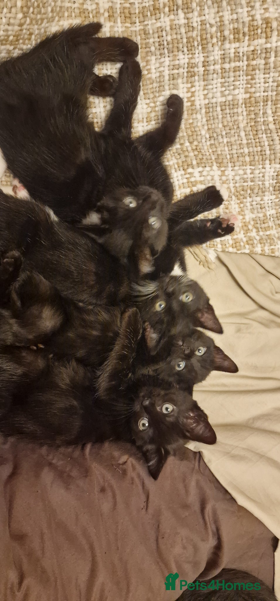 Mixed Breed cats Bengal X Russian blue kittens  - Advert 6