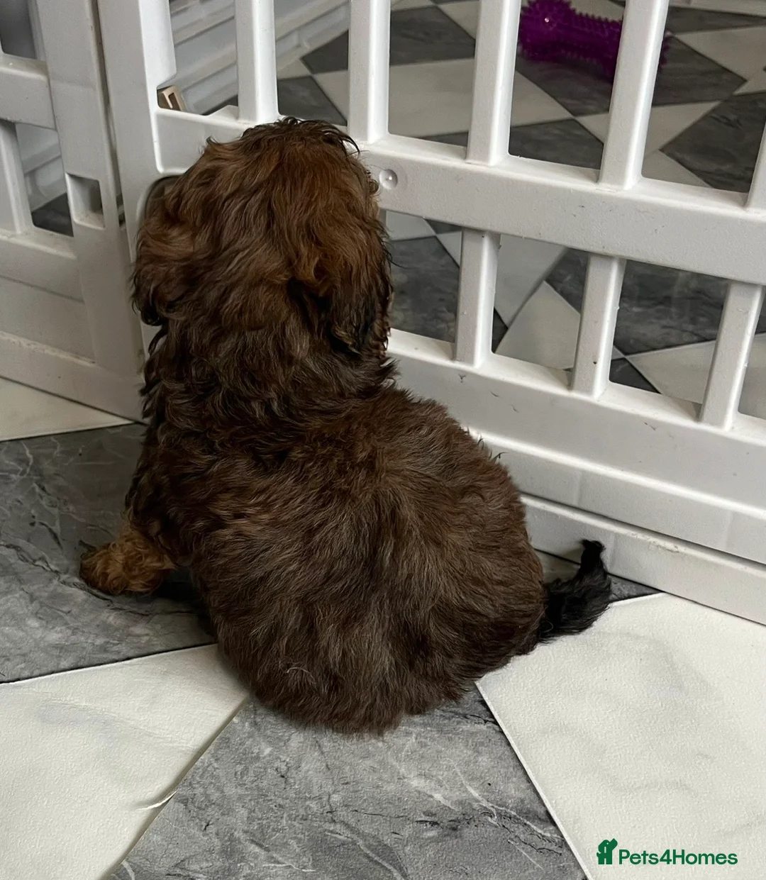 Cockapoo dogs for sale: F1b merle cockapoo  in Bicester - Advert 25