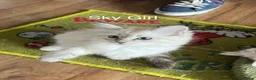 Siberian cats for sale: Amazing Siberian Neva Masquerade/Ragdoll kittens  - Advert 34