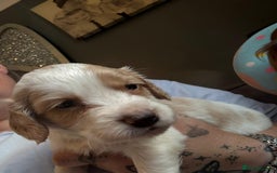 Cocker Spaniel dogs for sale: COCKER SPANIEL LITTER OF 9 IN SCARBOROUGH  - Image 38