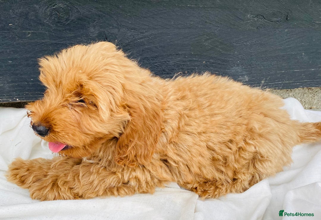 Cockapoo dogs for sale: Gorgeous f1 cockerpoos - Image 6