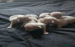 Chihuahua dogs for sale: Kc lilac small chihuahua  - Image 4