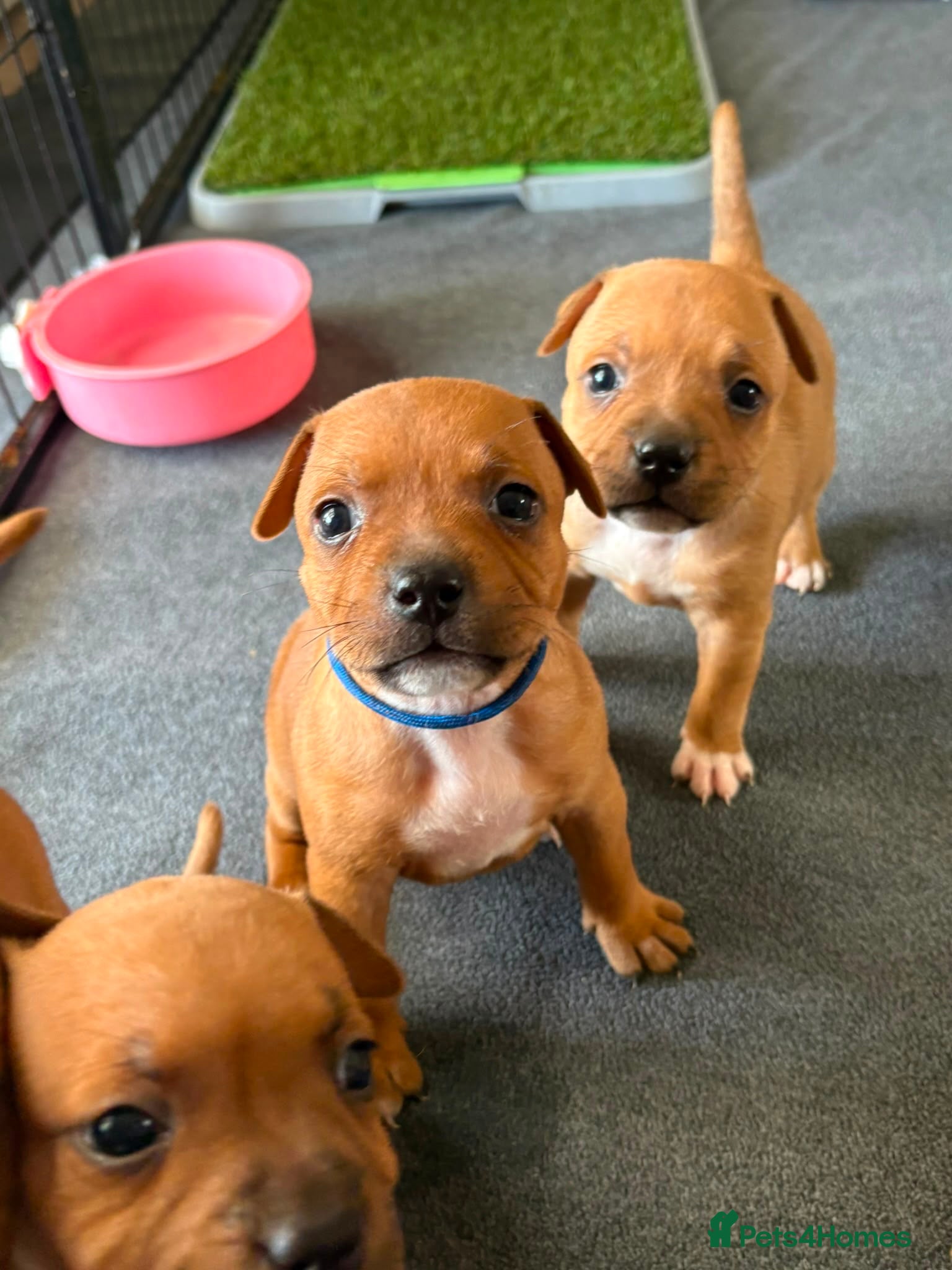 Staffordshire Bull Terrier dogs KC Red Staffordshire Bull Terriers ❤️❤️🏆🩸 - Advert 8