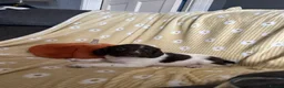 English Springer Spaniel dogs for sale: Springer spaniel pups  - Advert 6