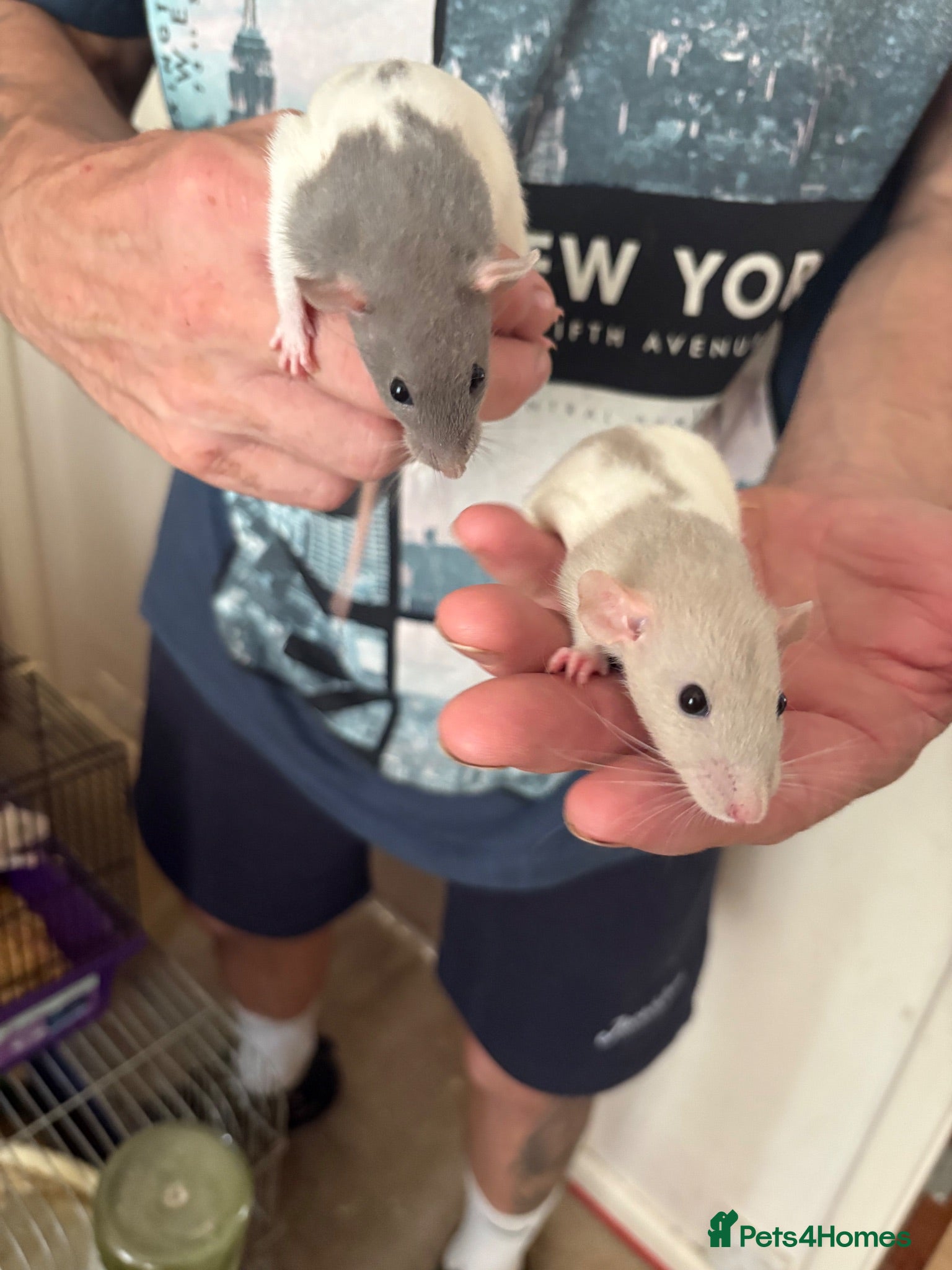 Rat rodents Baby rats - Advert 2