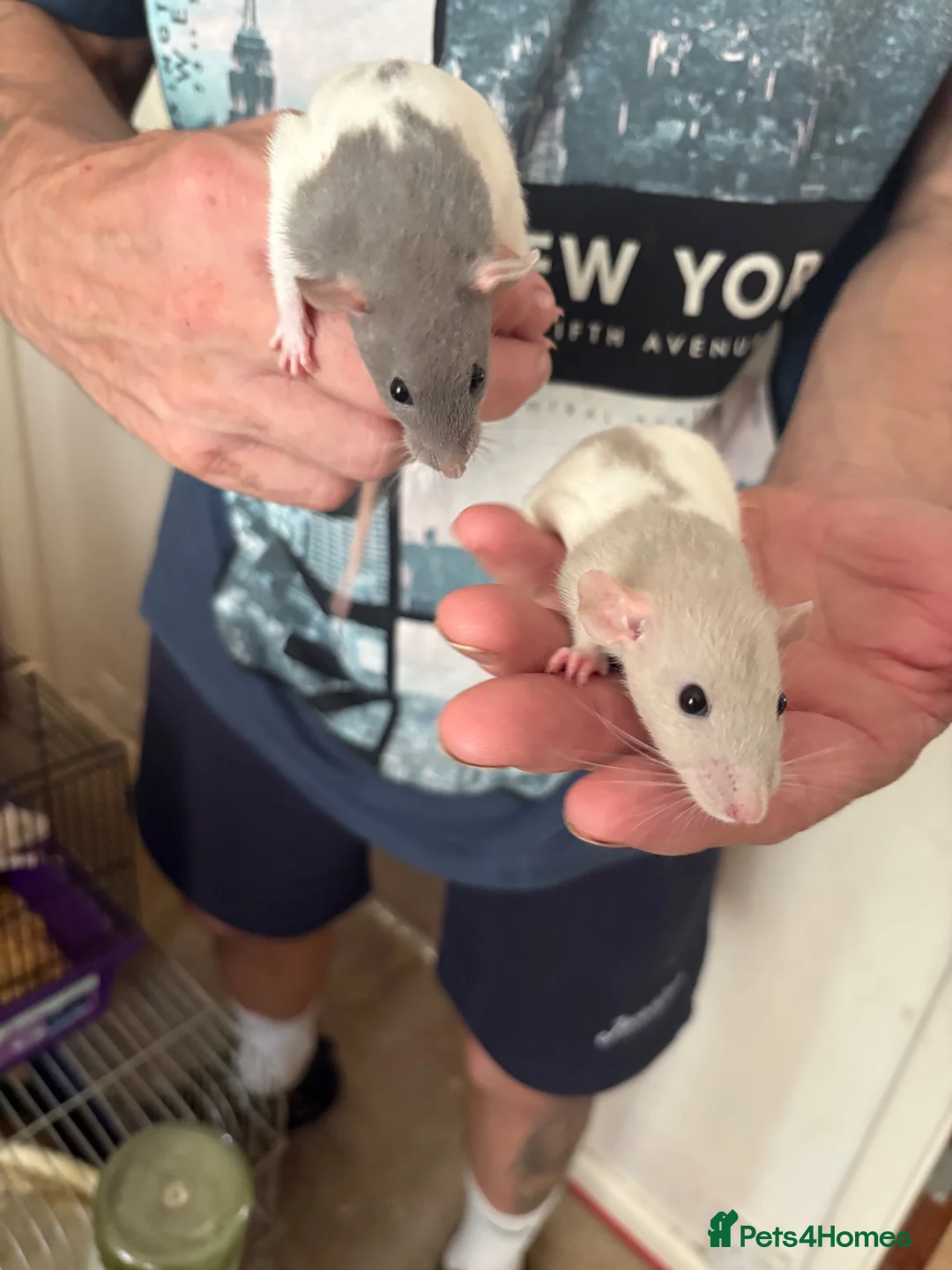 Rat rodents for sale: Baby rats - Advert 1
