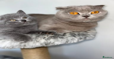 Scottish Fold cats - Advert 11
