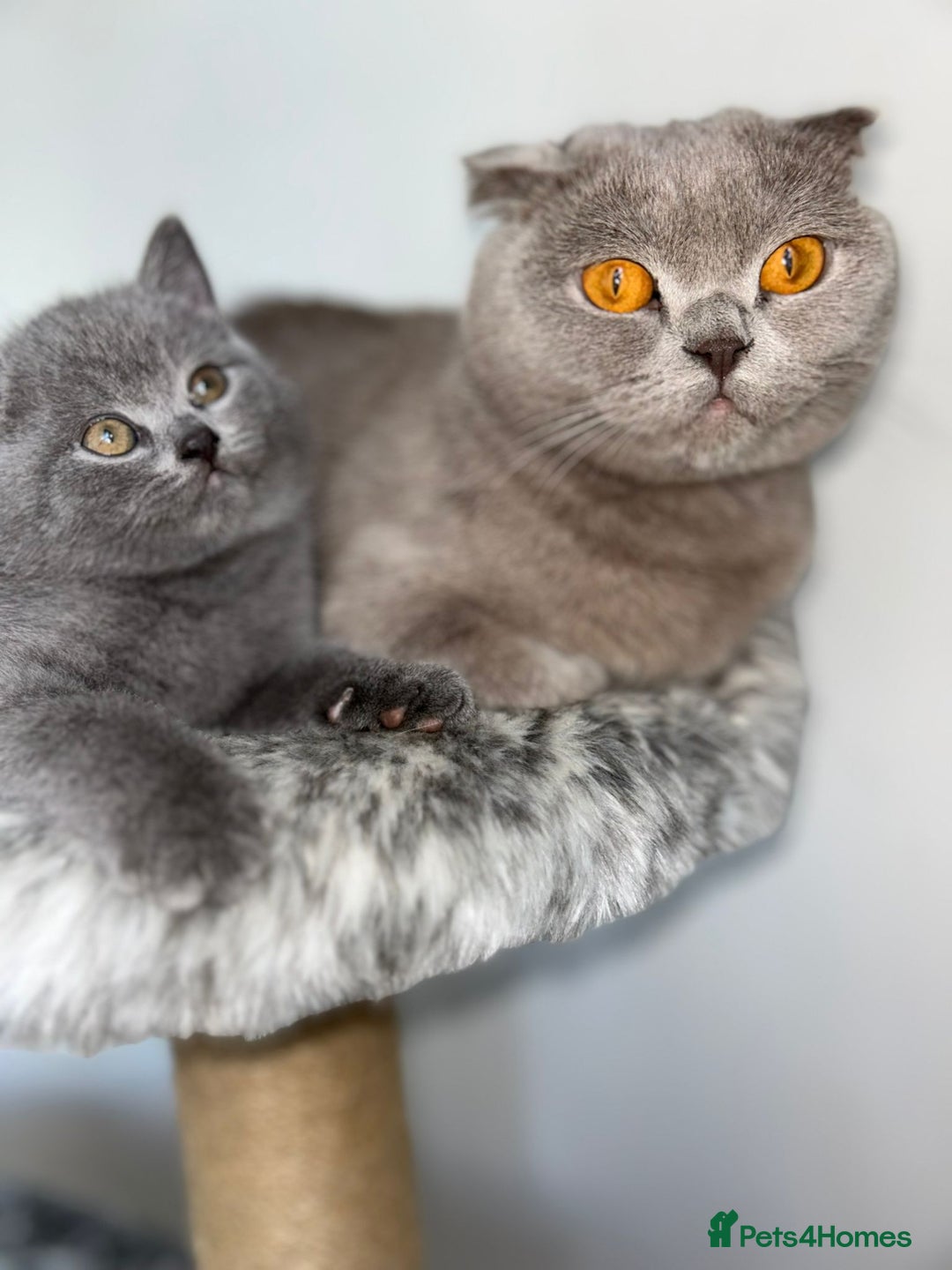 Scottish Fold cats for sale: Scottish Straight, Blue.  - Image 2