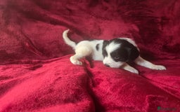 English Springer Spaniel dogs for sale: ⭐️ Ready Stunning KC DNA Vetted, home Ess Pups ⭐️ - Image 36