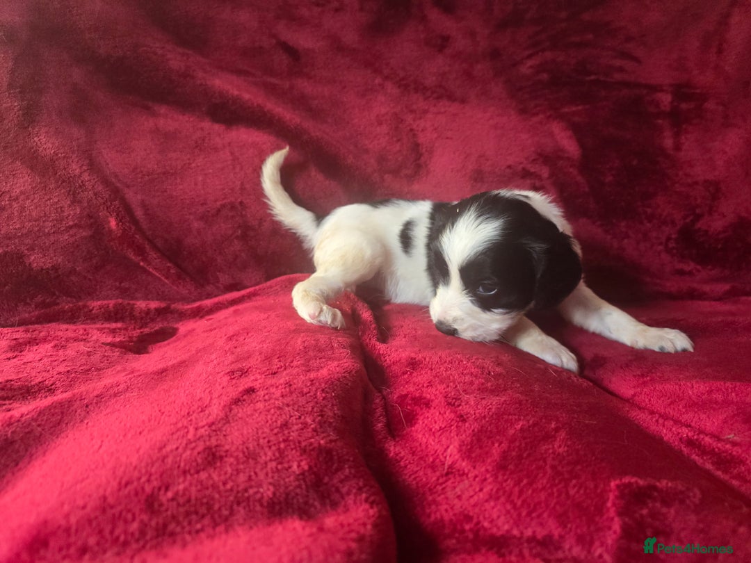 English Springer Spaniel dogs for sale: ⭐️ Ready Stunning KC DNA Vetted, home Ess Pups ⭐️ - Image 36