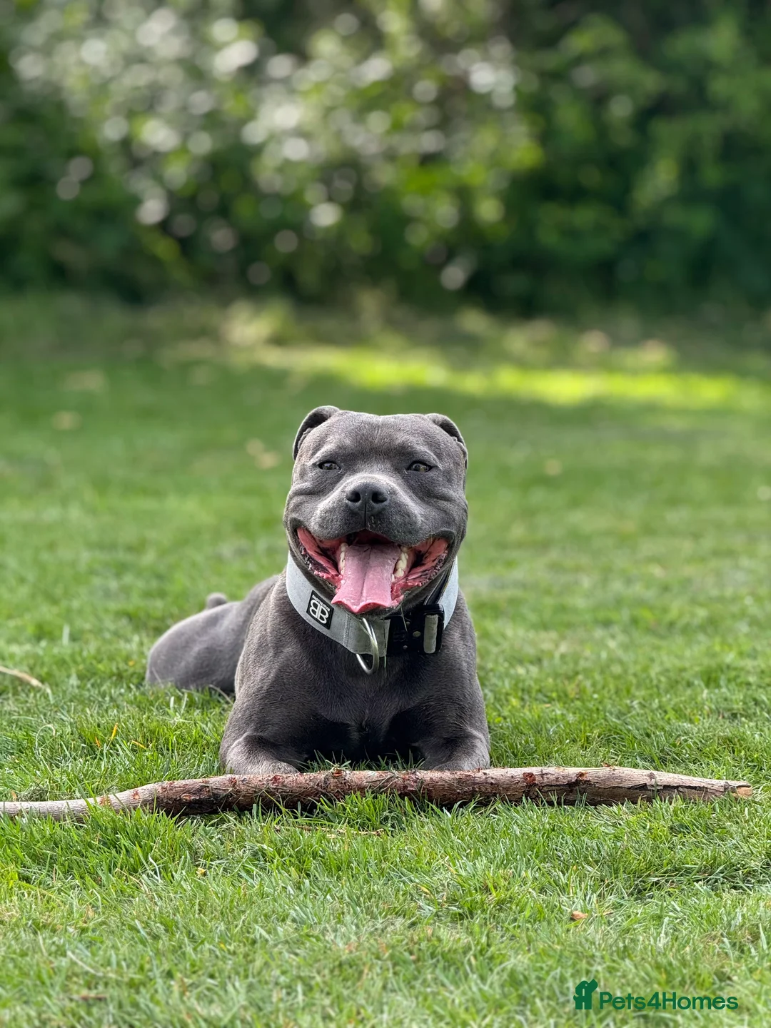 Staffordshire Bull Terrier dogs for stud: KC Registered Blue Staffy Stud Available - Advert 2