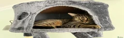Mixed Breed cats for sale: 4 adult cats for sale/adoption - 2 boys, 2 girls  in Glossop - Advert 6