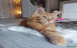 Maine Coon cats for sale: Beautiful XXL Maine-coon kittens 😸 ♥️  - Image 8