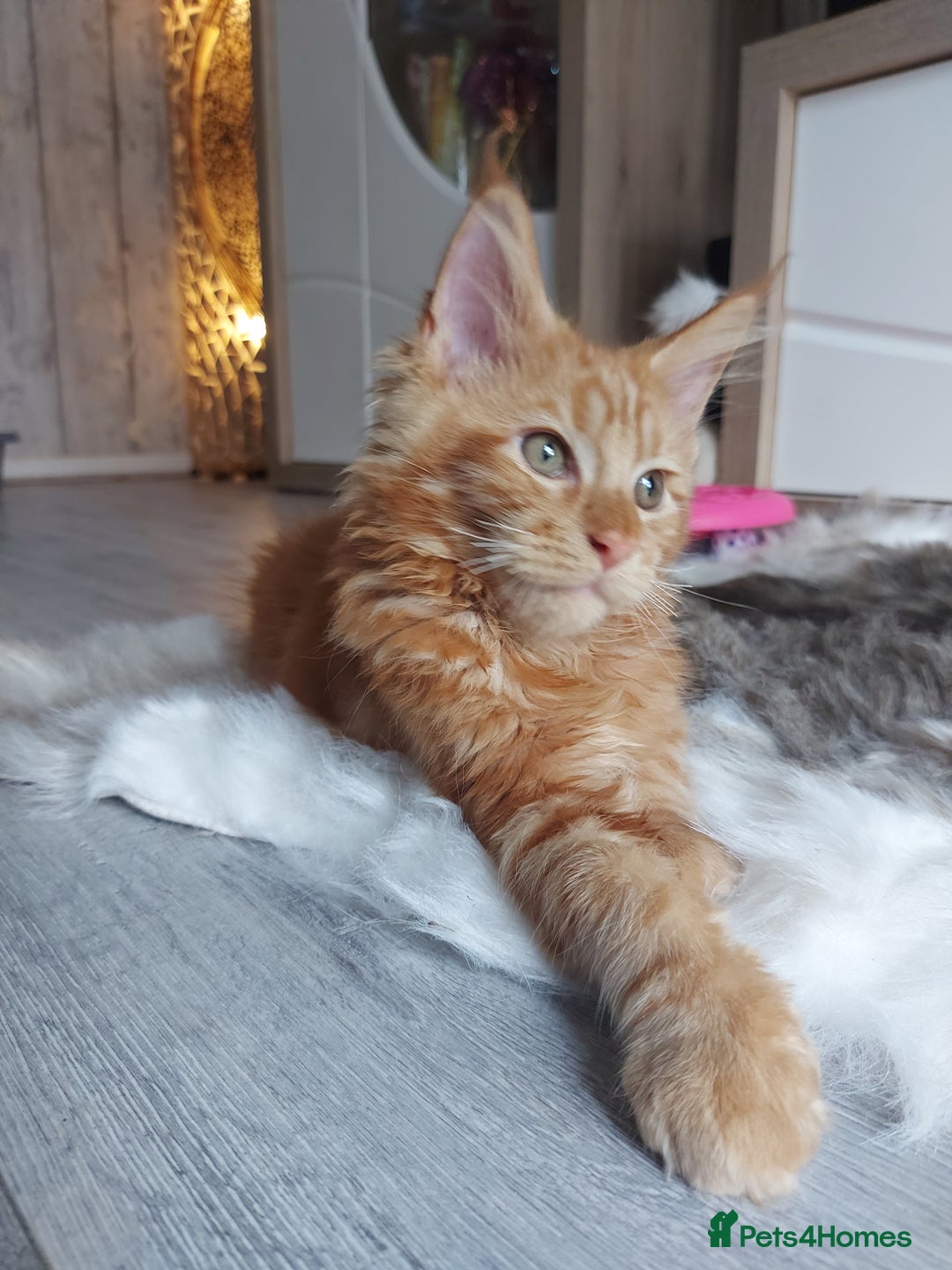 Maine Coon cats for sale: Beautiful XXL Maine-coon kittens 😸 ♥️  - Image 8
