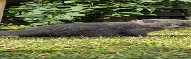 British Shorthair Daisy 