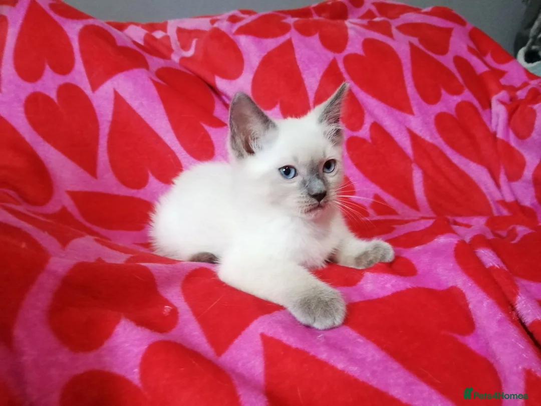 Ragdoll cats for sale: Ragdoll x British shorthair kittens - Advert 10