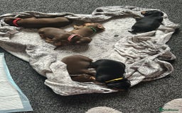 Dachshund dogs for sale: Beautiful dachshund puppies - Image 2