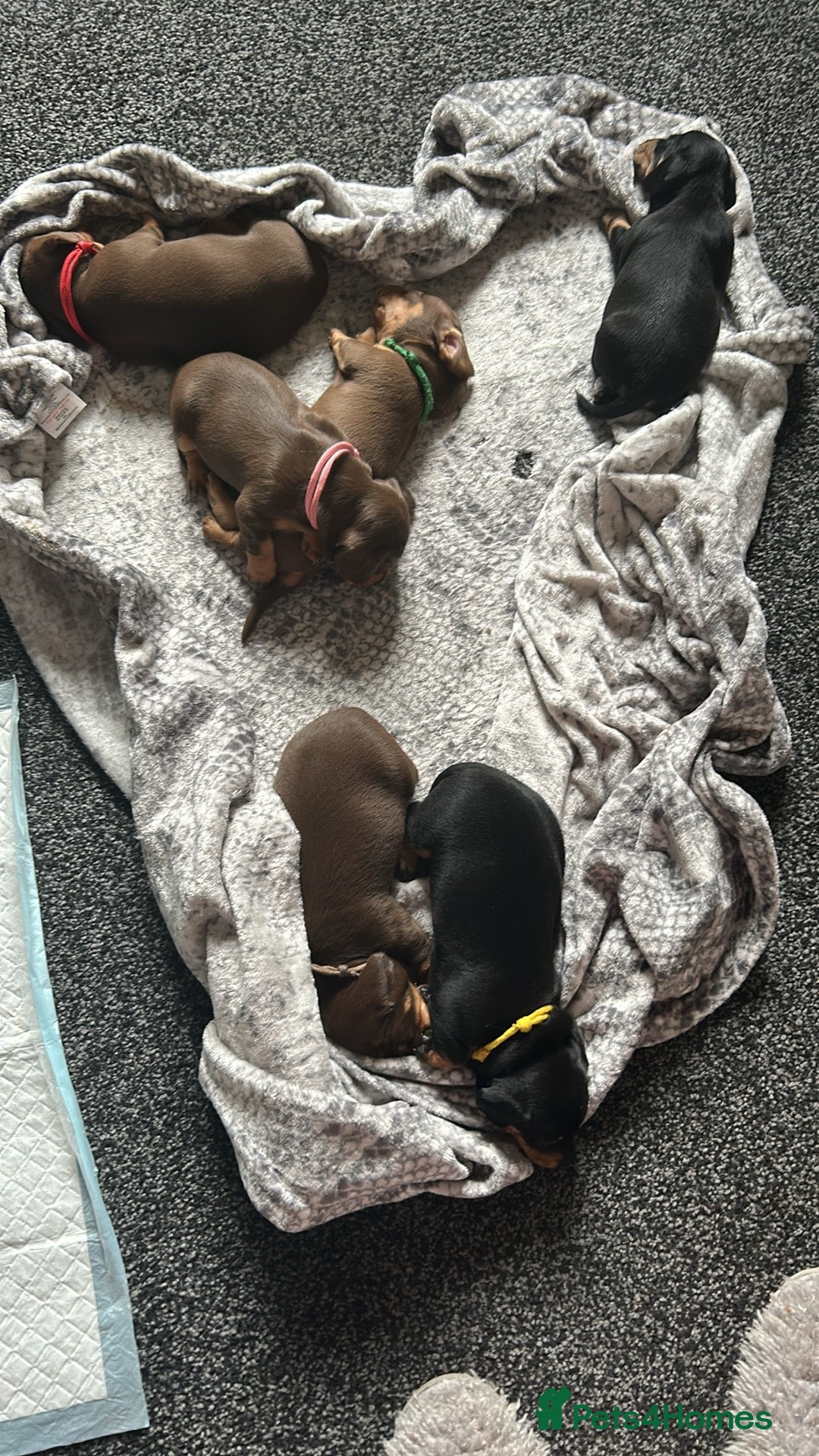 Dachshund dogs for sale: Beautiful dachshund puppies - Image 2