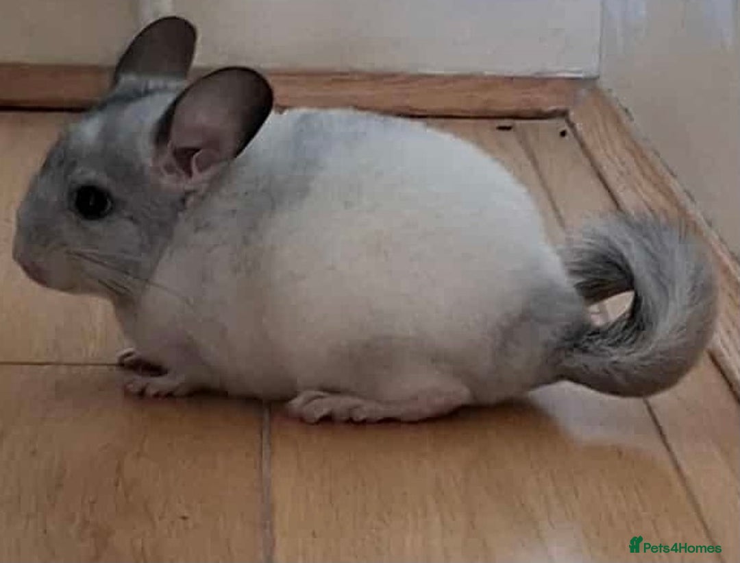 Chinchilla rodents for sale: Chinchilla mosaic male 10 weeks  - Advert 5
