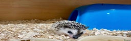 Pygmy Hedgehog rodents for sale: Beautiful Male & Female APH Baby Hedgehogs   - Advert 4