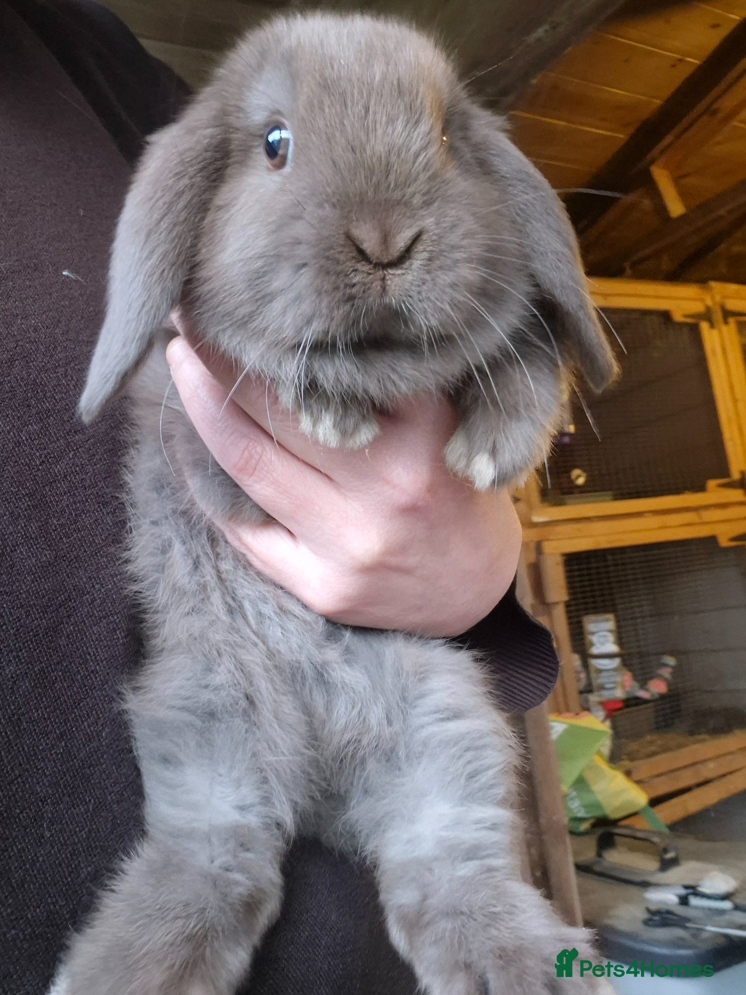 Mini Lop rabbits Mini lop baby rabbits. Ready now.  - Advert 6