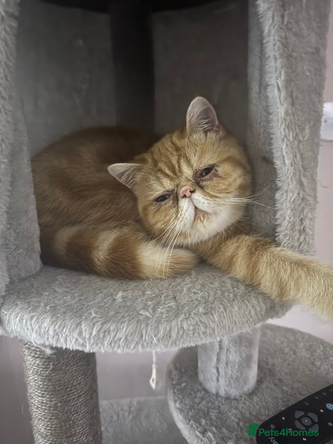 Exotic cats for sale: Exotic shorthaired Persian female - Image 5
