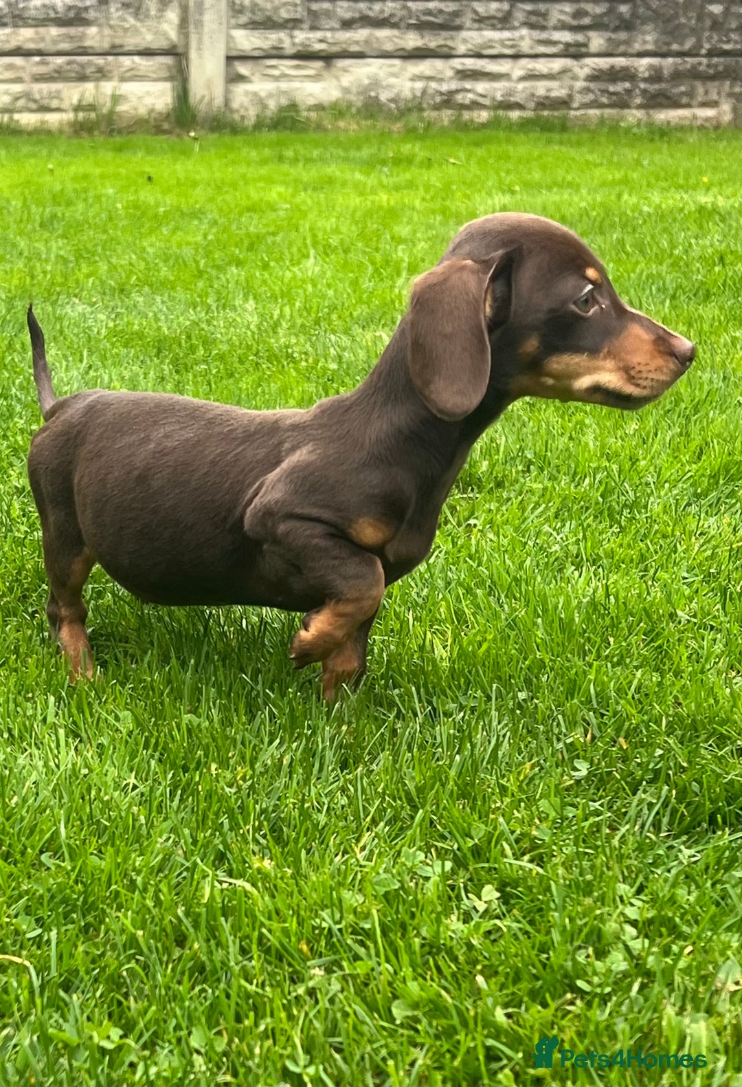Miniature Dachshund dogs for sale: Miniature Dachshund Boys and Girls - Image 15