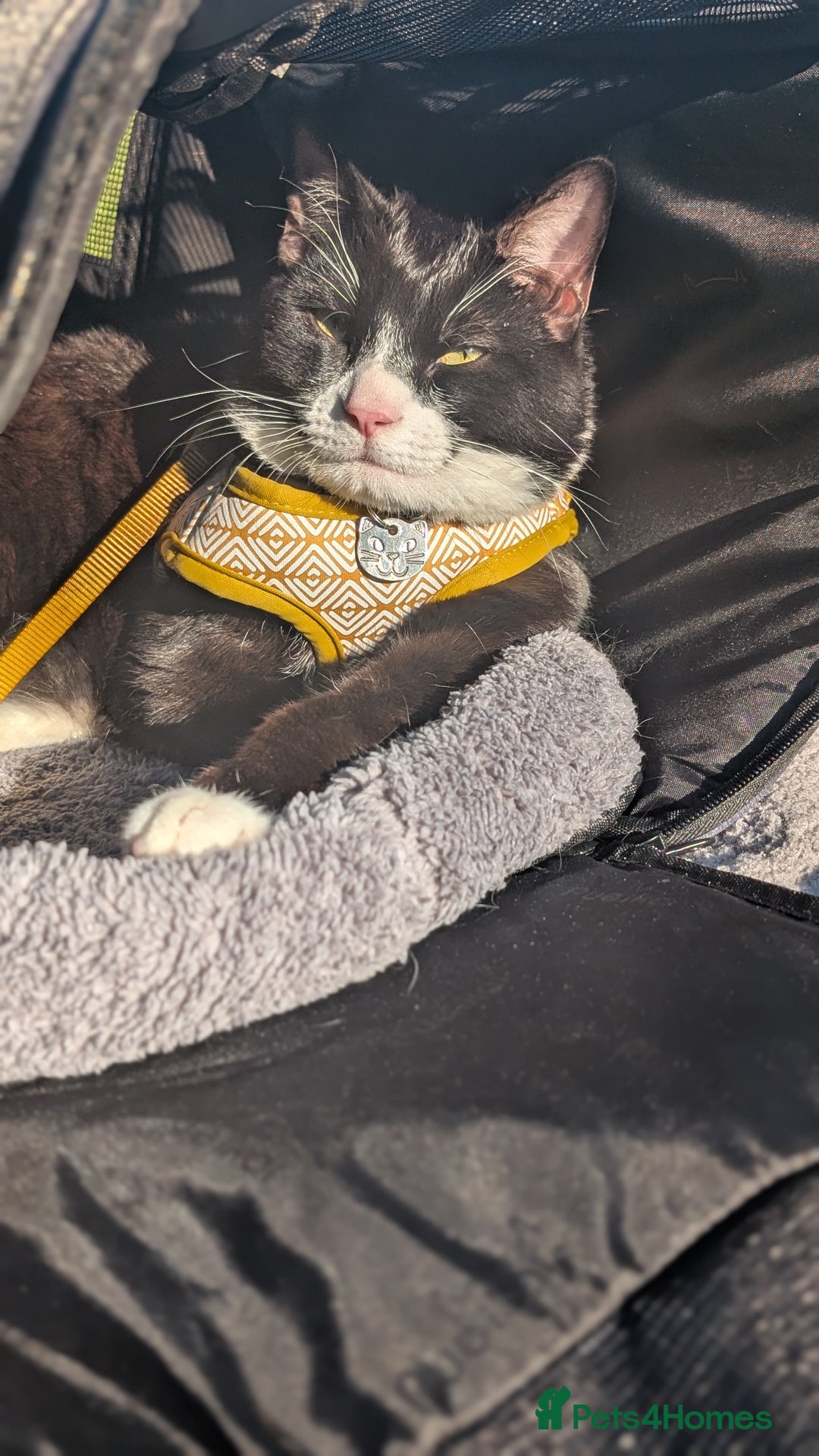 Mixed Breed cats for sale: Rehome cat - Image 1