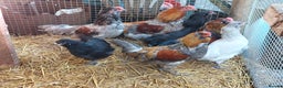 Chickens poultry for sale: 4 araucana x maran cockerels  - Advert 6