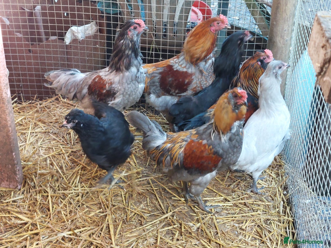 Chickens poultry for sale: 4 araucana x maran cockerels  - Advert 6