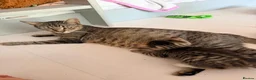 Mixed Breed cats for sale: Litter of 6 Gorgeous kittens  - Advert 1