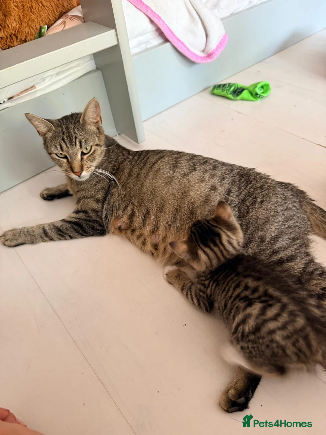 Mixed Breed cats for sale: Litter of 6 Gorgeous kittens  - Advert 1