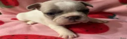 French Bulldog dogs for sale: KC French Bulldog puppies  - Advert 10