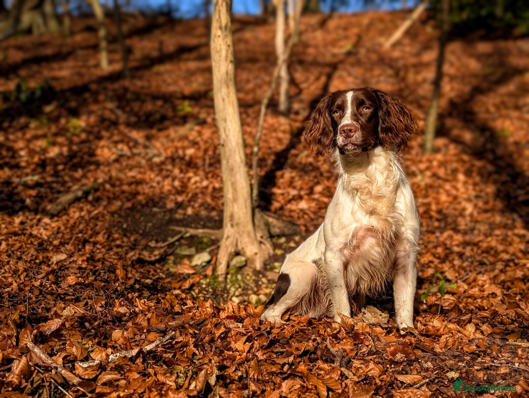 English Springer Spaniel dogs for sale: Kind, gentle and obedient KC registered Springer - Advert 11