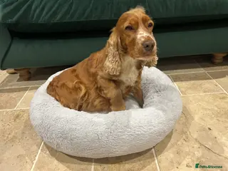 Cocker Spaniel dogs Show cocker spaniel - Advert 7