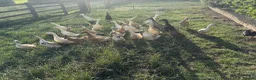 Ducks poultry for sale: Indian runner ducklings hatch due 14/07 - Advert 7