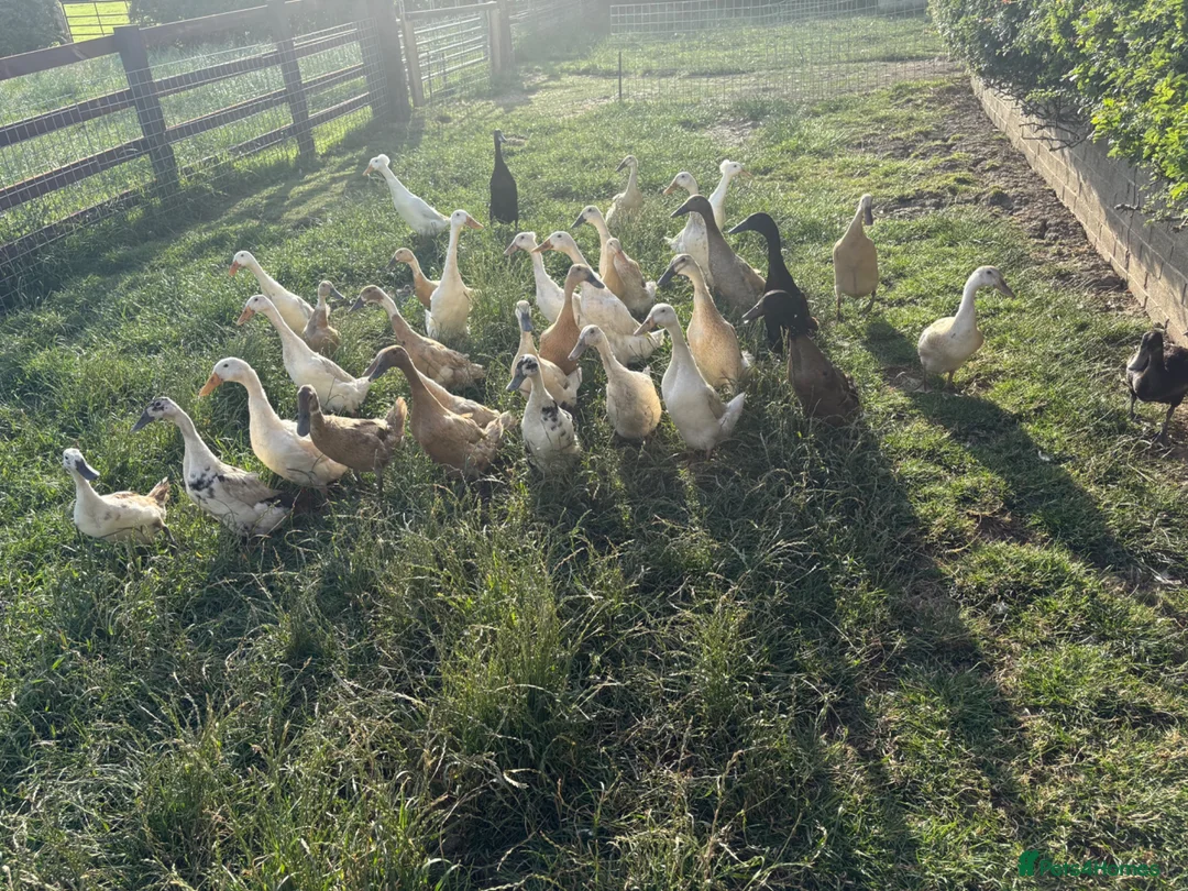 Ducks poultry for sale: Indian runner ducklings hatch due 14/07 - Advert 7