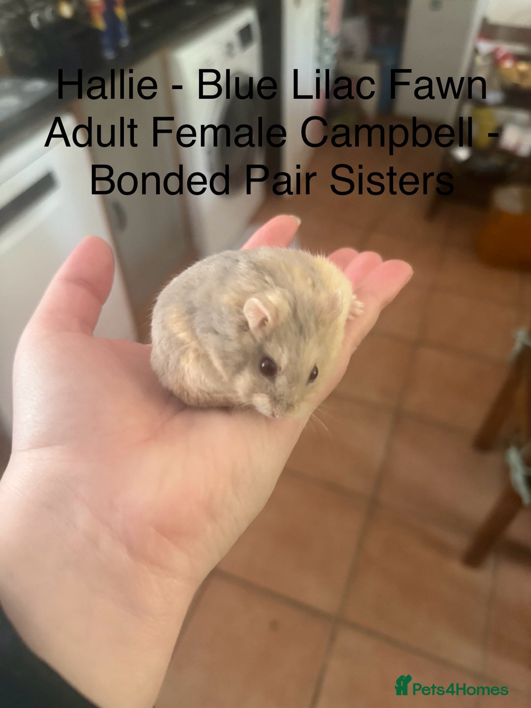 Hamster rodents for sale: HELP - Hamstery needing to urgently close (temp) - Advert 7