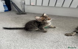 Mixed Breed cats for sale: Kittens available (3 girls & 1 boy) - Image 14