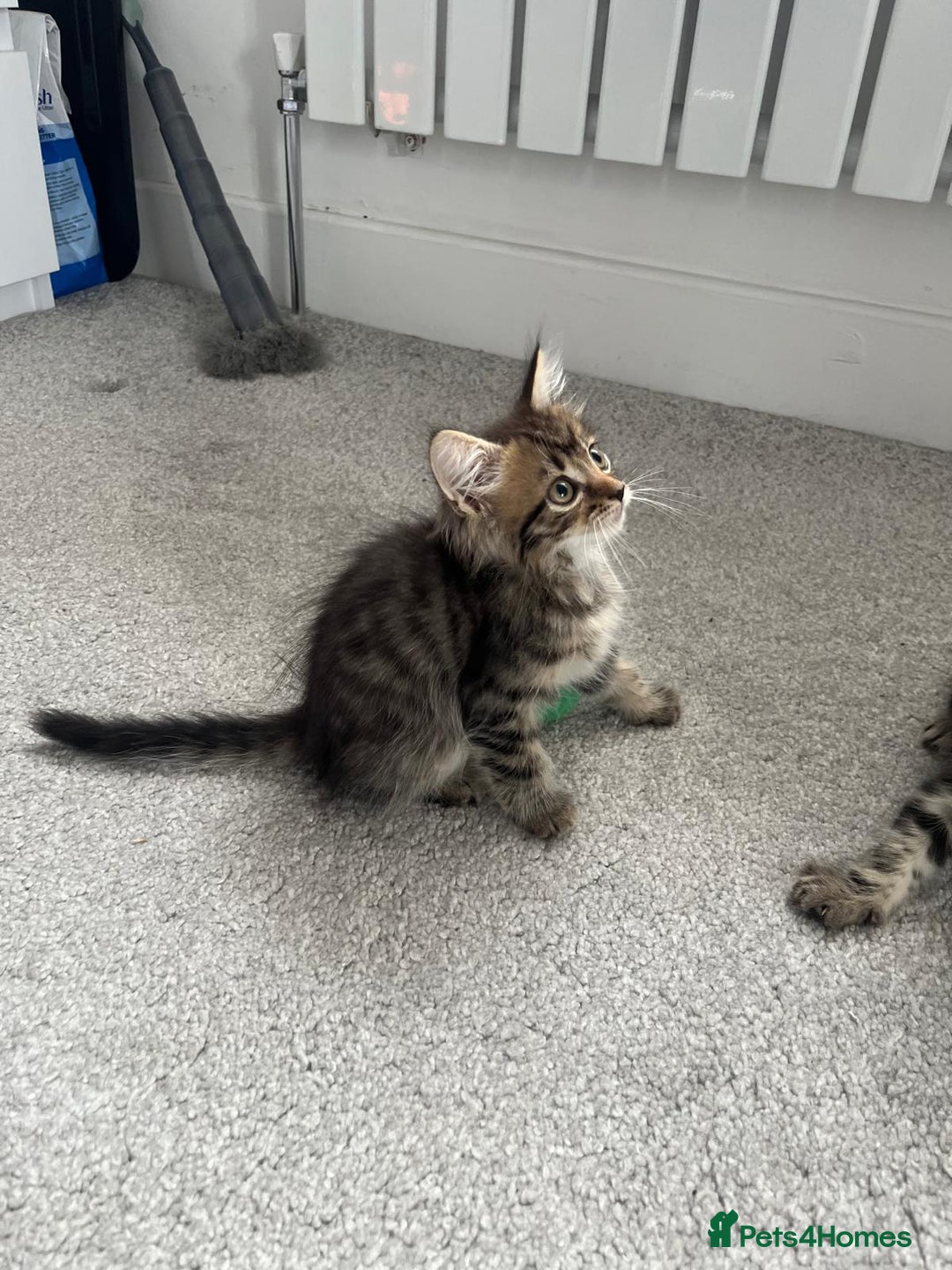 Mixed Breed cats for sale: Kittens available (3 girls & 1 boy) - Image 14
