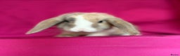Mini Lop rabbits for sale: Beloved mini lops looking for new homes  - Advert 8
