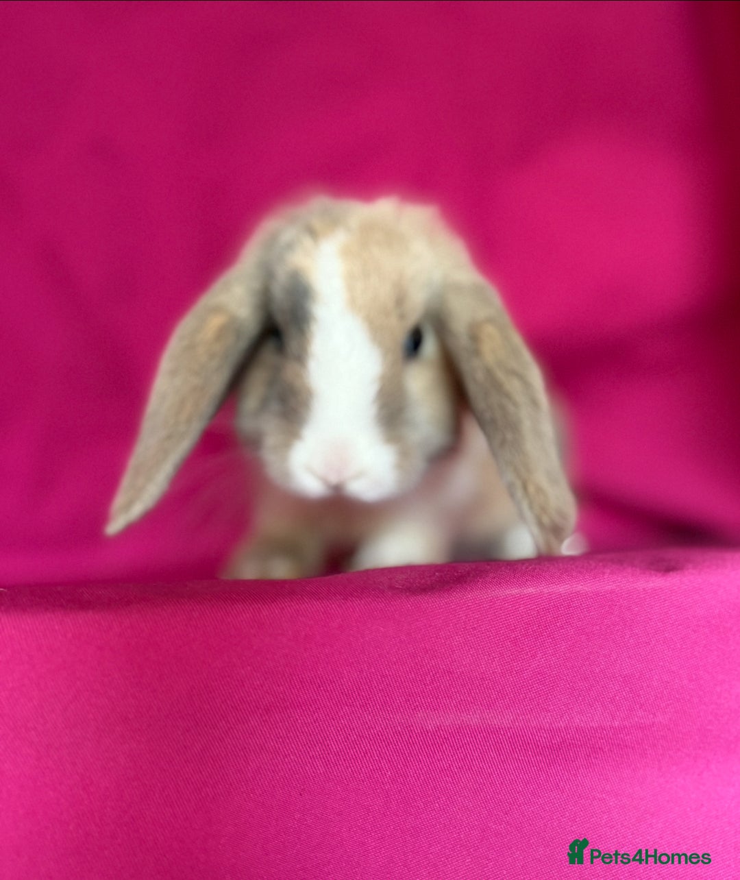 Mini Lop rabbits for sale: Beloved mini lops looking for new homes  - Image 8
